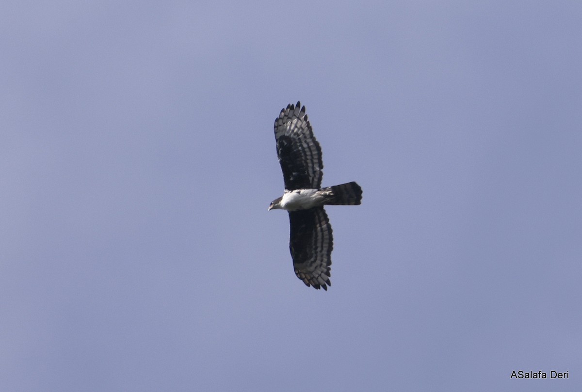 Cassin's Hawk-Eagle - Fanis Theofanopoulos (ASalafa Deri)