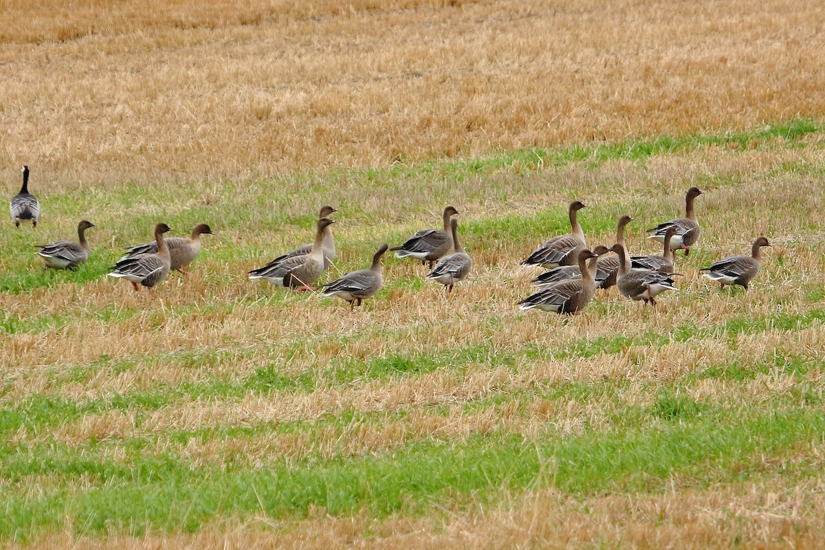 Pink-footed Goose - ML612819825