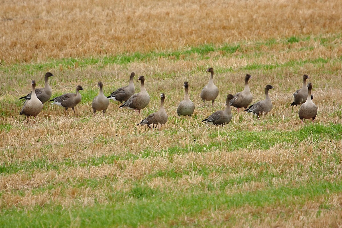 Pink-footed Goose - ML612819831