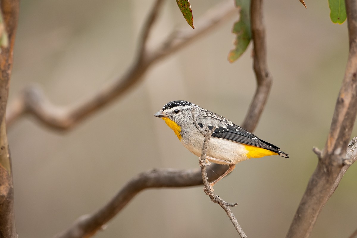 Spotted Pardalote (Yellow-rumped) - ML612819944