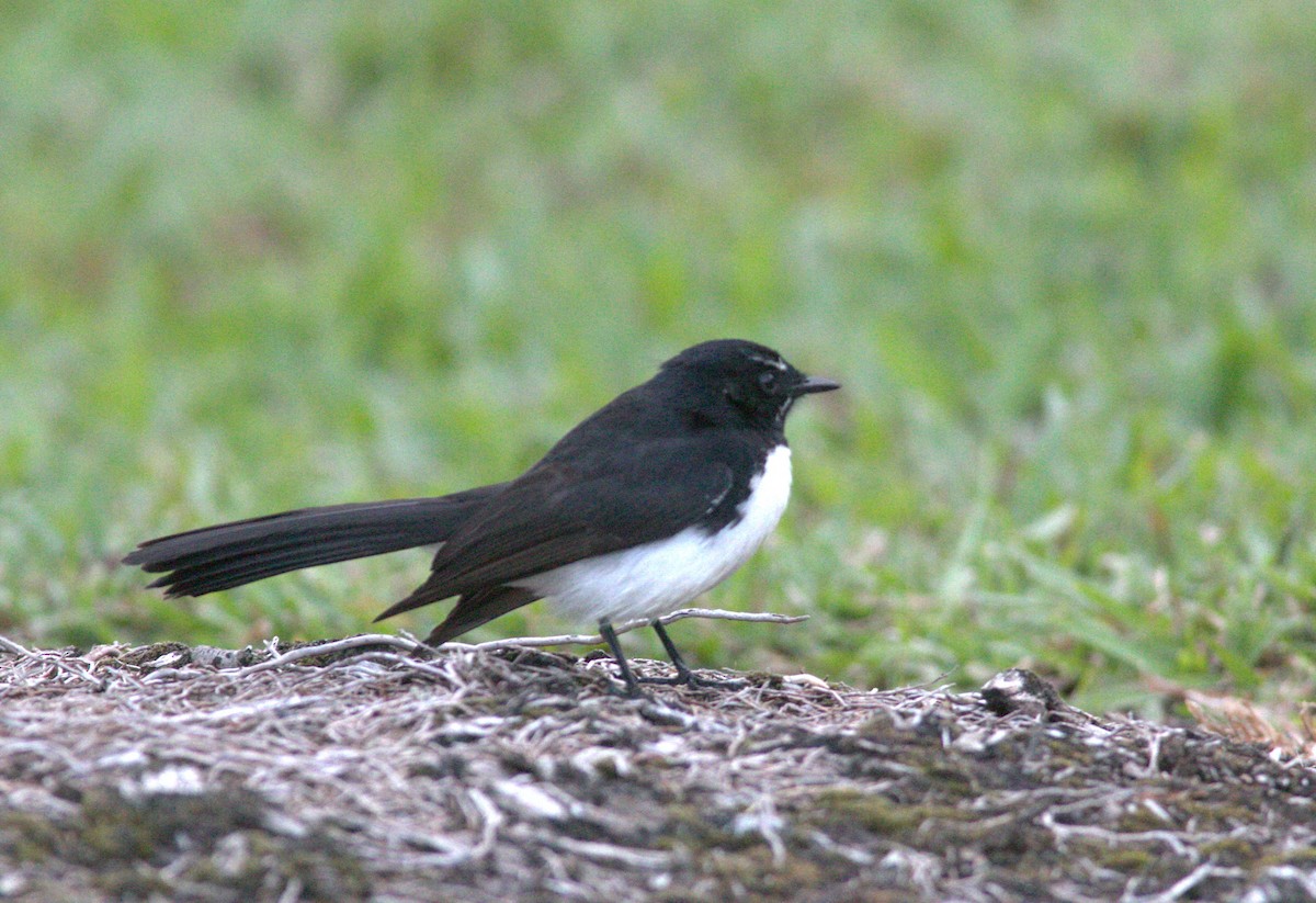 Willie-wagtail - Brendon Fagan