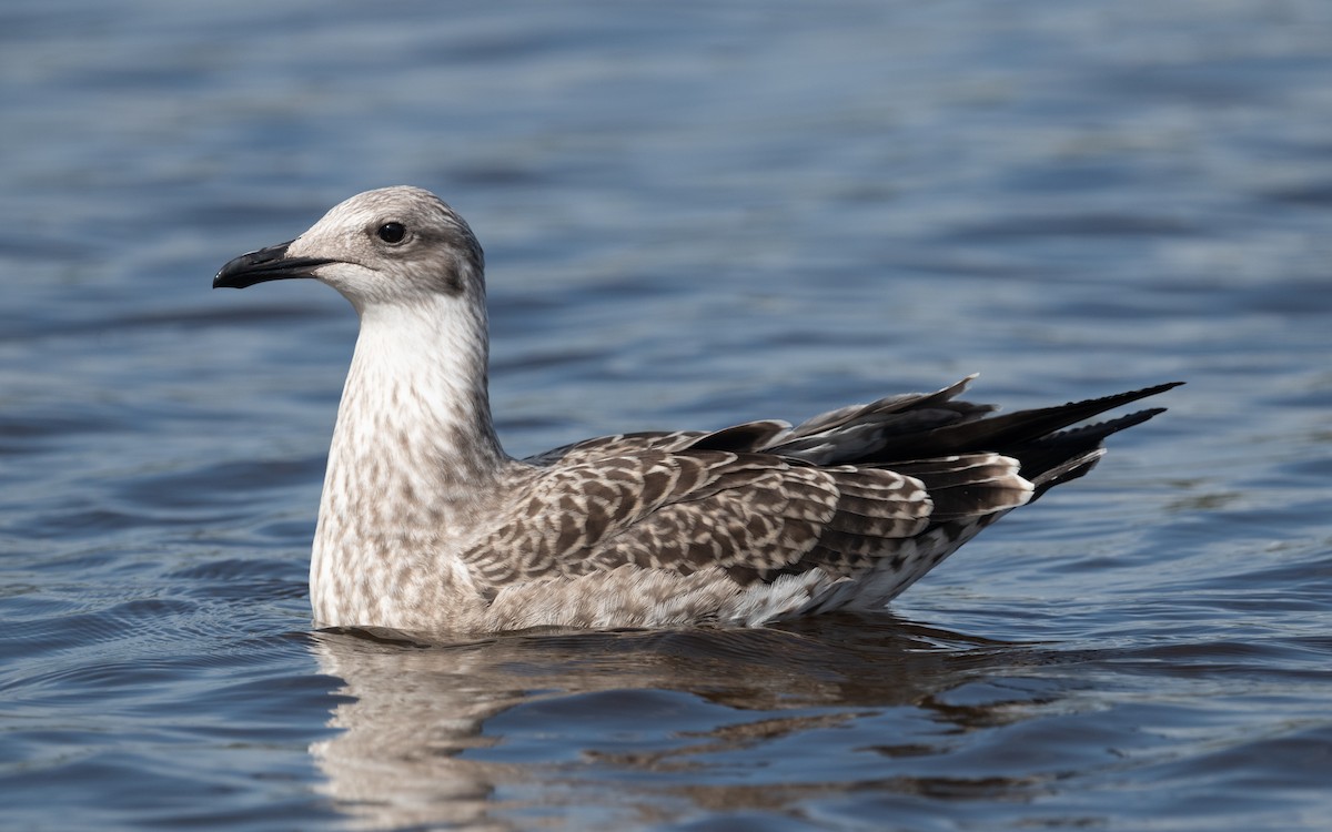 Lesser Black-backed Gull (fuscus) - ML612820006