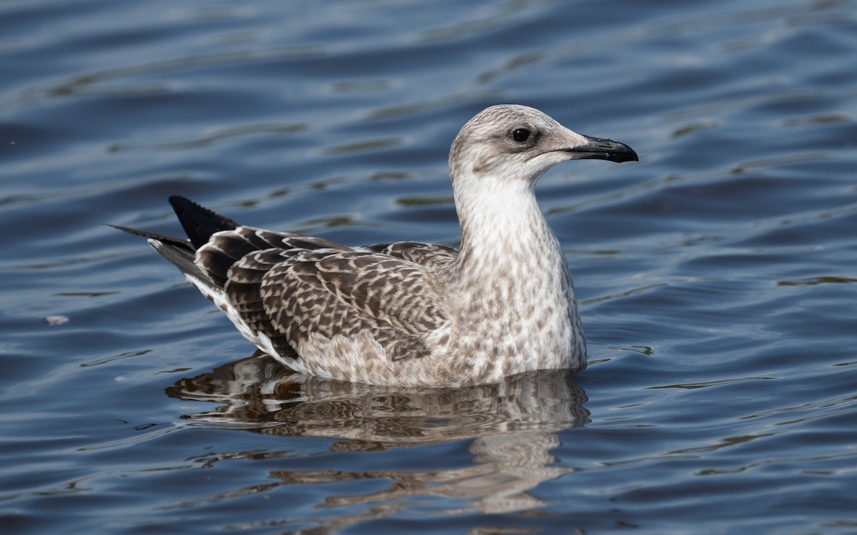 Lesser Black-backed Gull (fuscus) - ML612820007