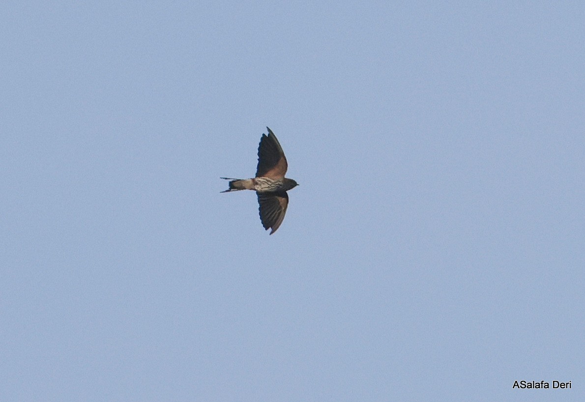 Lesser Striped Swallow - ML612820235
