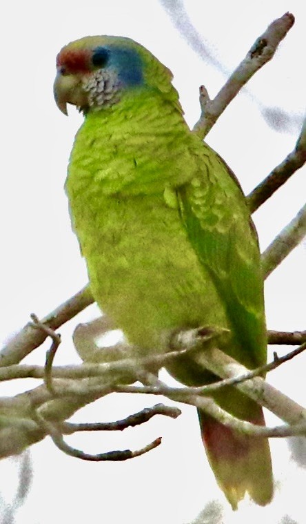 Red-tailed Parrot - ML612820254