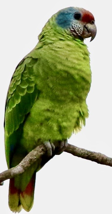 Red-tailed Parrot - ML612820255