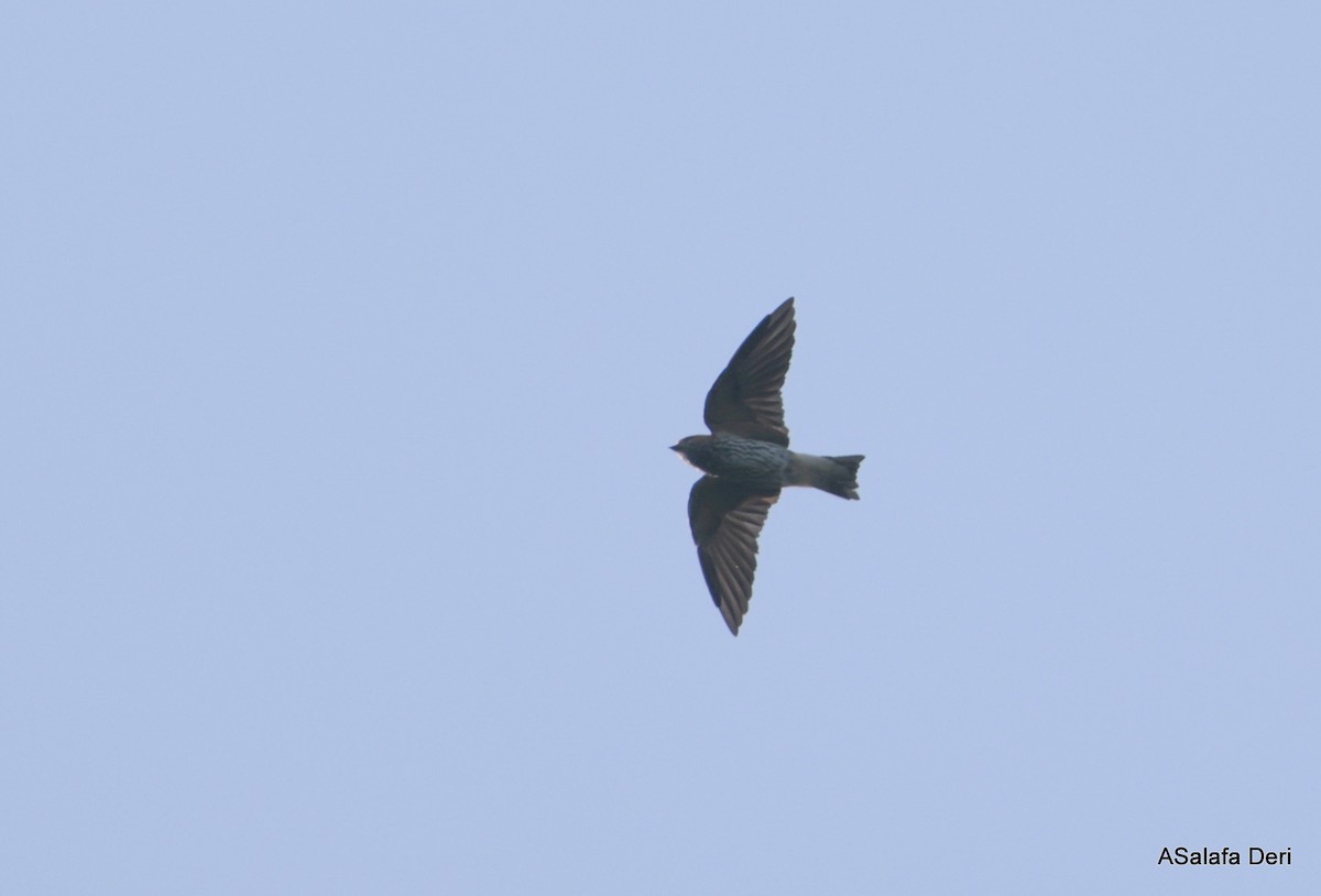 Lesser Striped Swallow - ML612820267