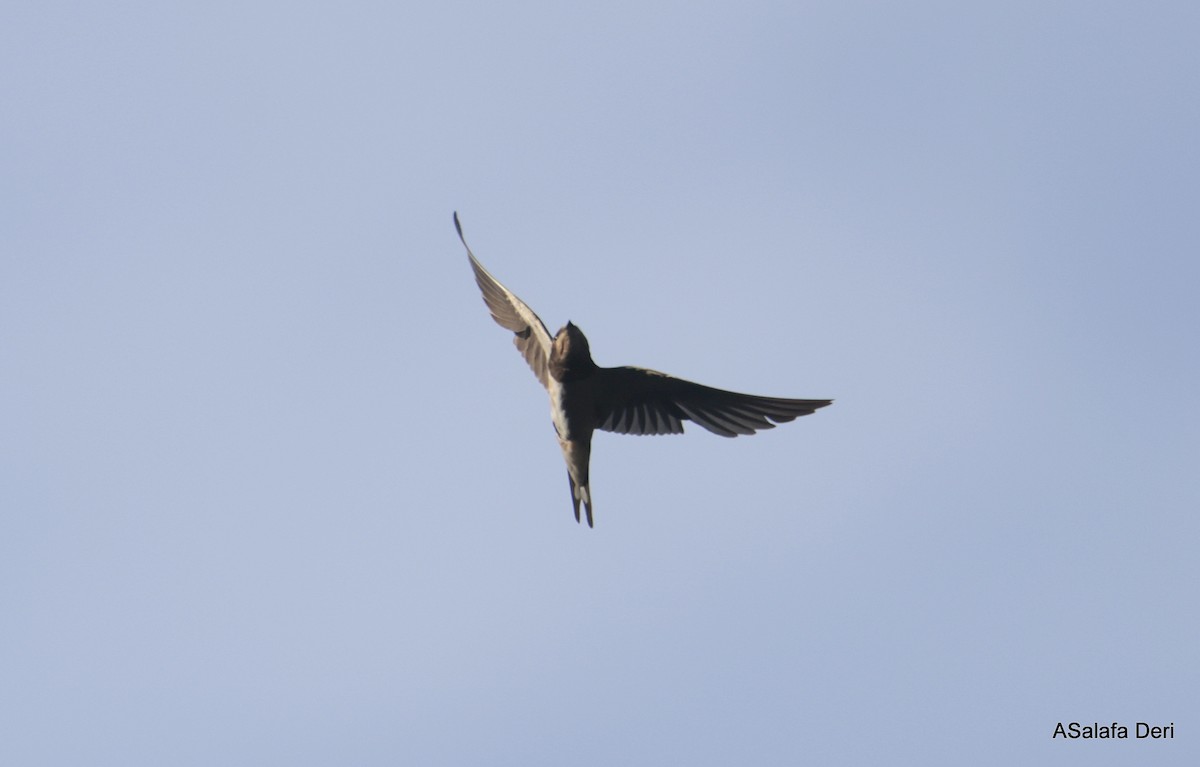 Barn Swallow (White-bellied) - ML612820272