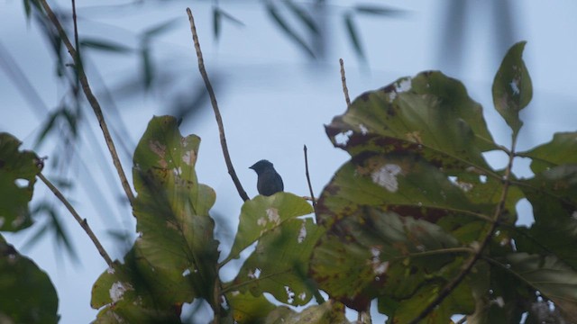Lesser Racket-tailed Drongo - ML612820459