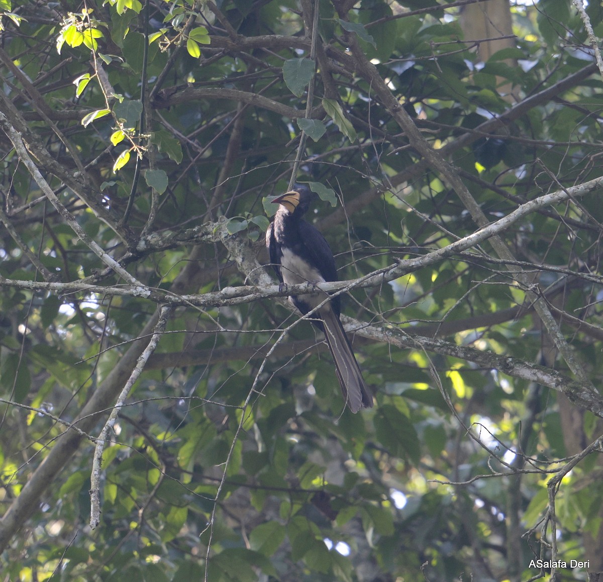 Congo Pied Hornbill - ML612820576