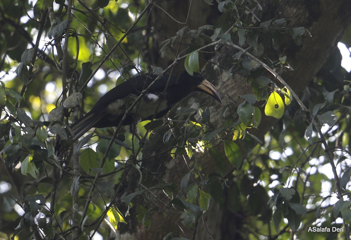Congo Pied Hornbill - ML612820577