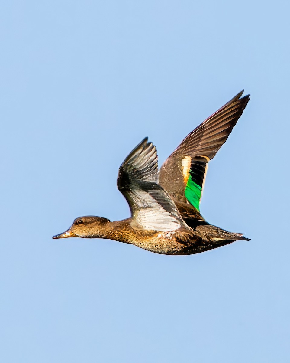 Green-winged Teal - ML612820653