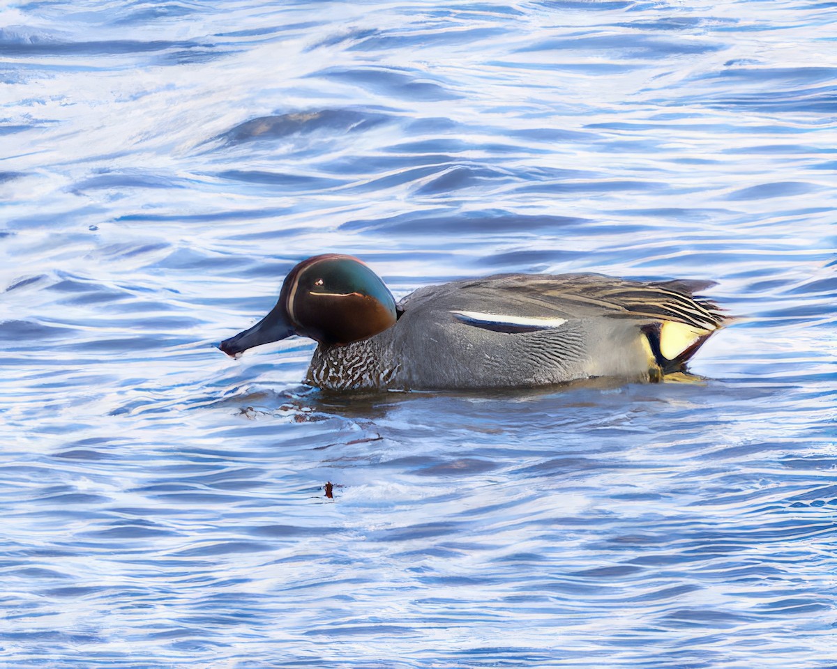 Green-winged Teal - ML612820654
