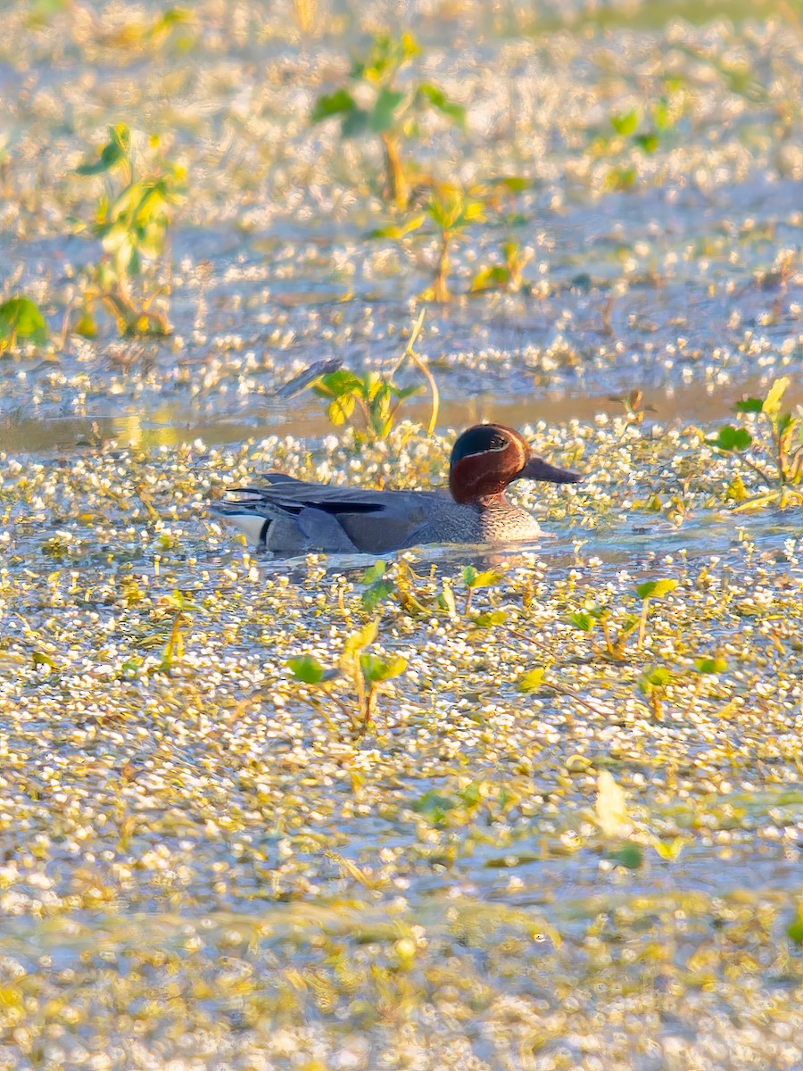 Green-winged Teal - ML612820655