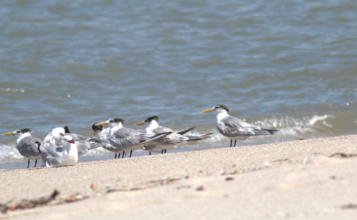 Great Crested Tern - ML612820704