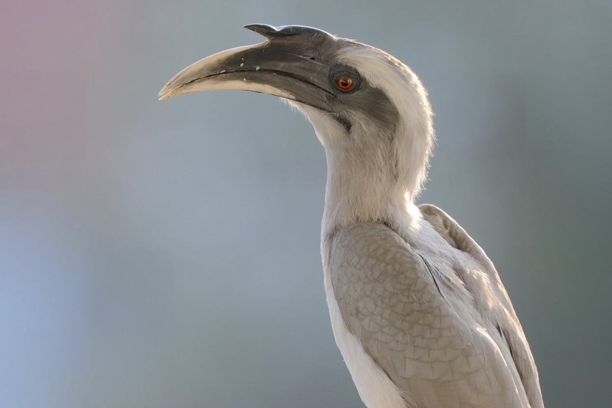 Indian Gray Hornbill - ML612821013