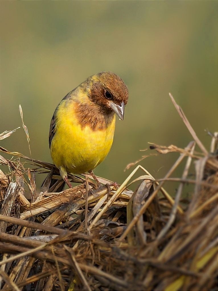 Red-headed Bunting - ML612821163
