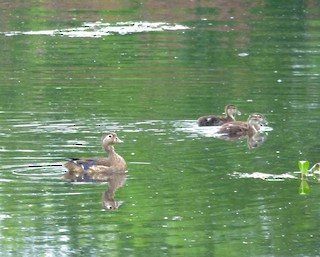 Wood Duck, ML61282131