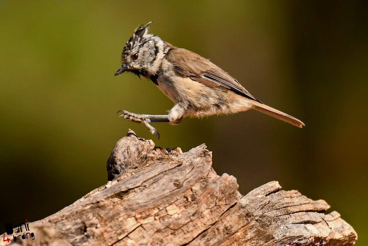 Crested Tit - ML612821373
