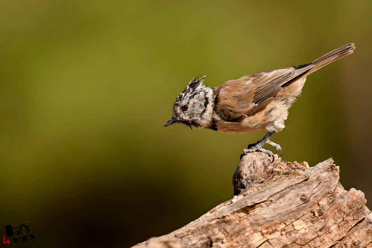 Crested Tit - ML612821375