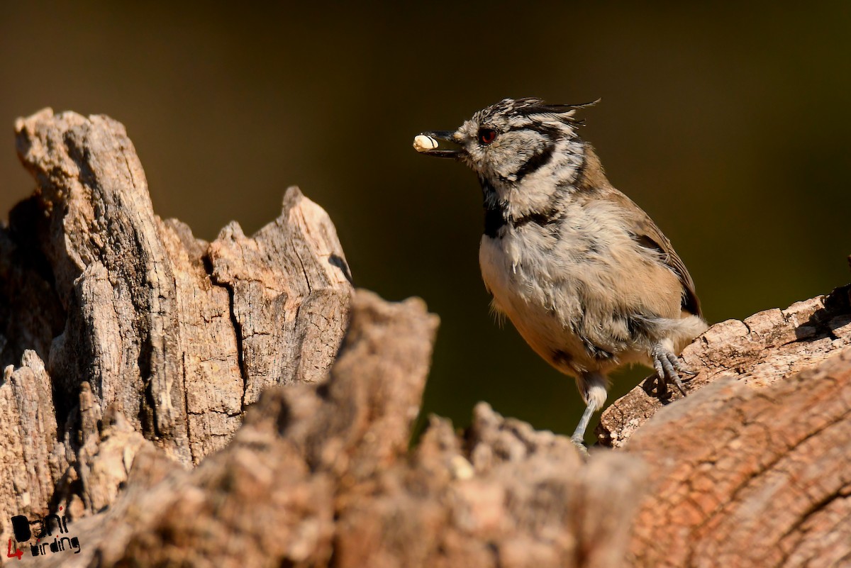 Crested Tit - ML612821376