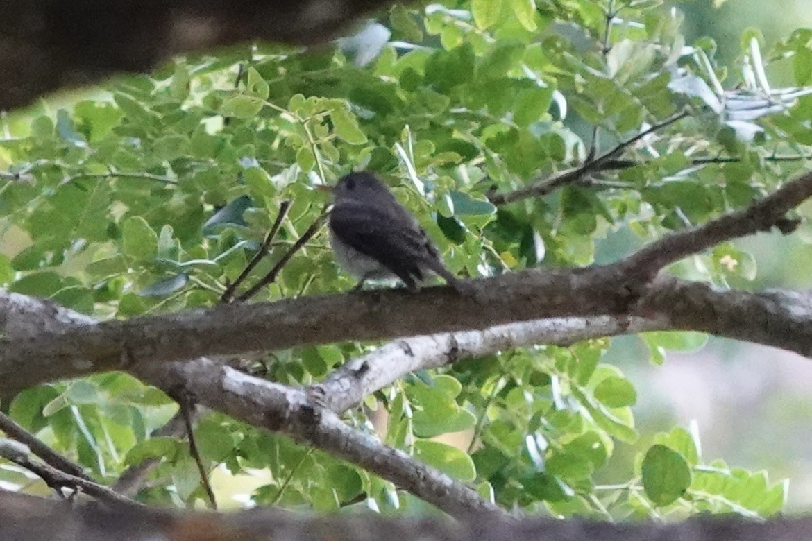 Ashy-breasted Flycatcher - Caleb Ong