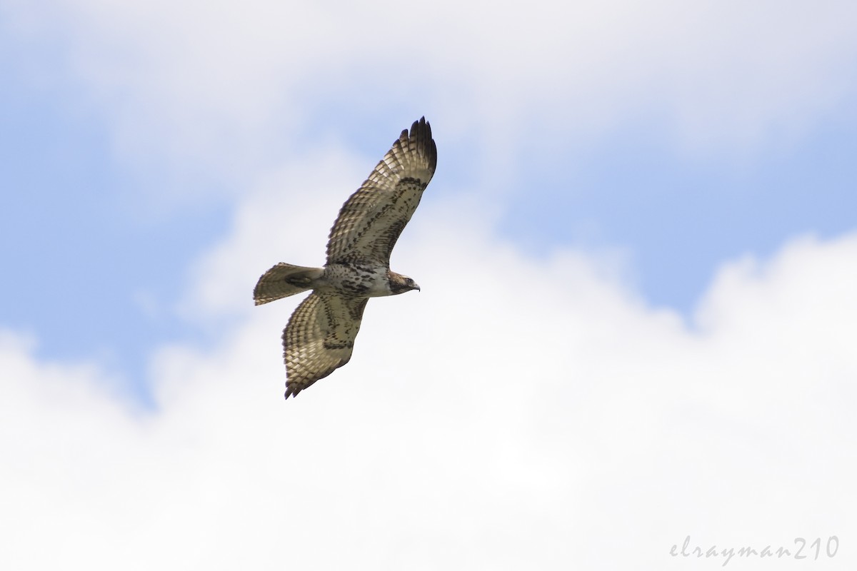 Red-tailed Hawk - Ricardo Arredondo