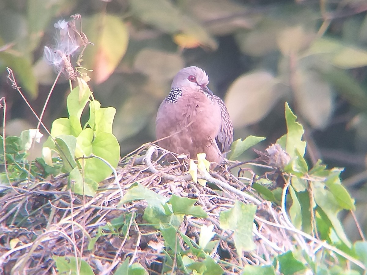 Spotted Dove - ML612822054