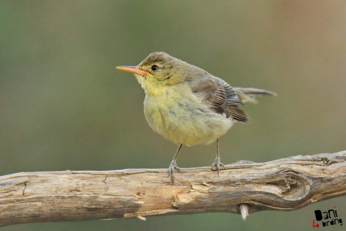 Melodious Warbler - ML612822055