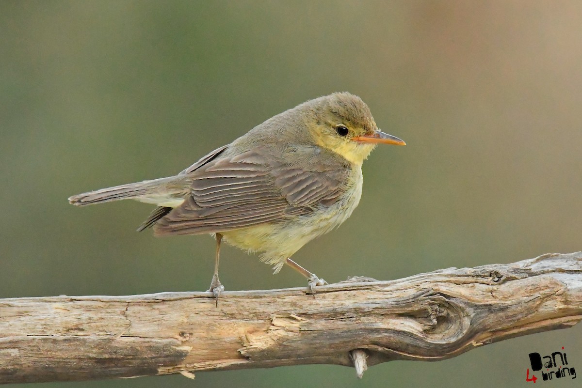 Melodious Warbler - ML612822059