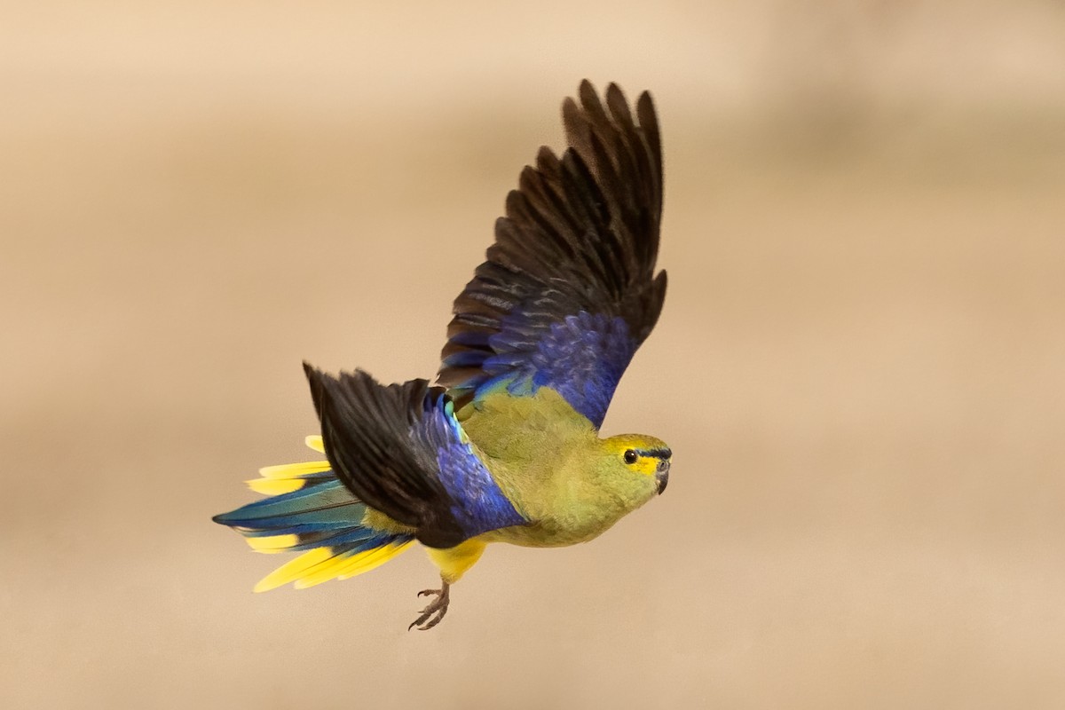Blue-winged Parrot - ML612822110