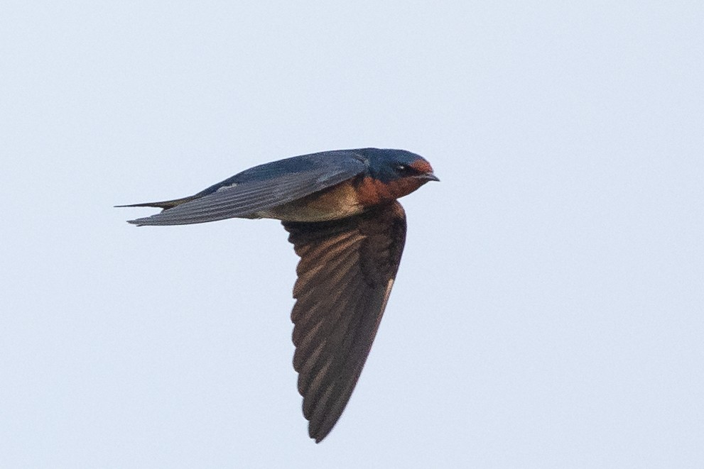 Angola Swallow - ML612822119