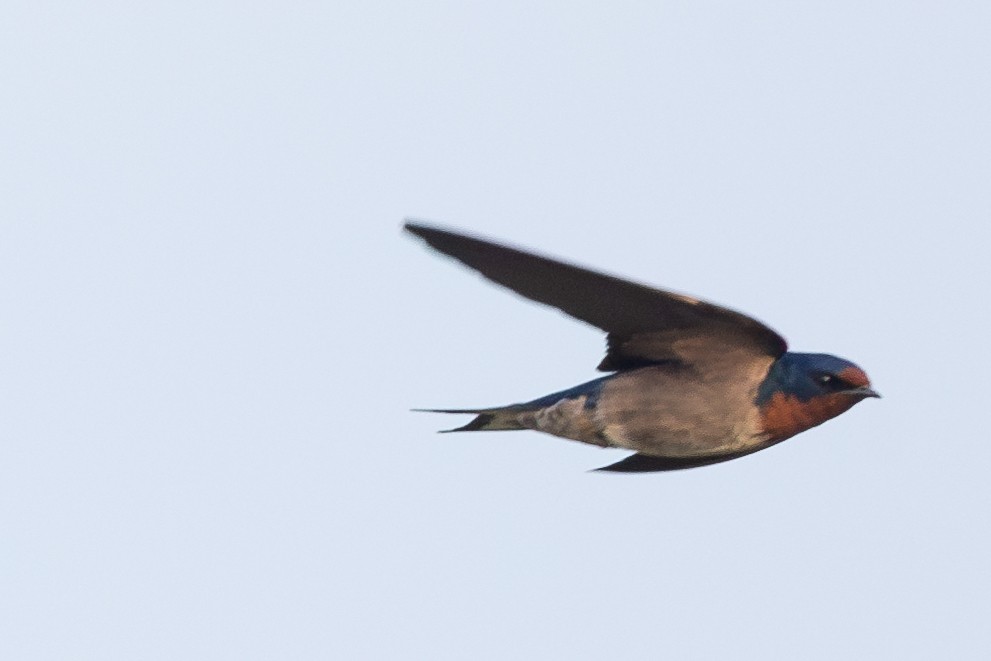 Angola Swallow - ML612822120