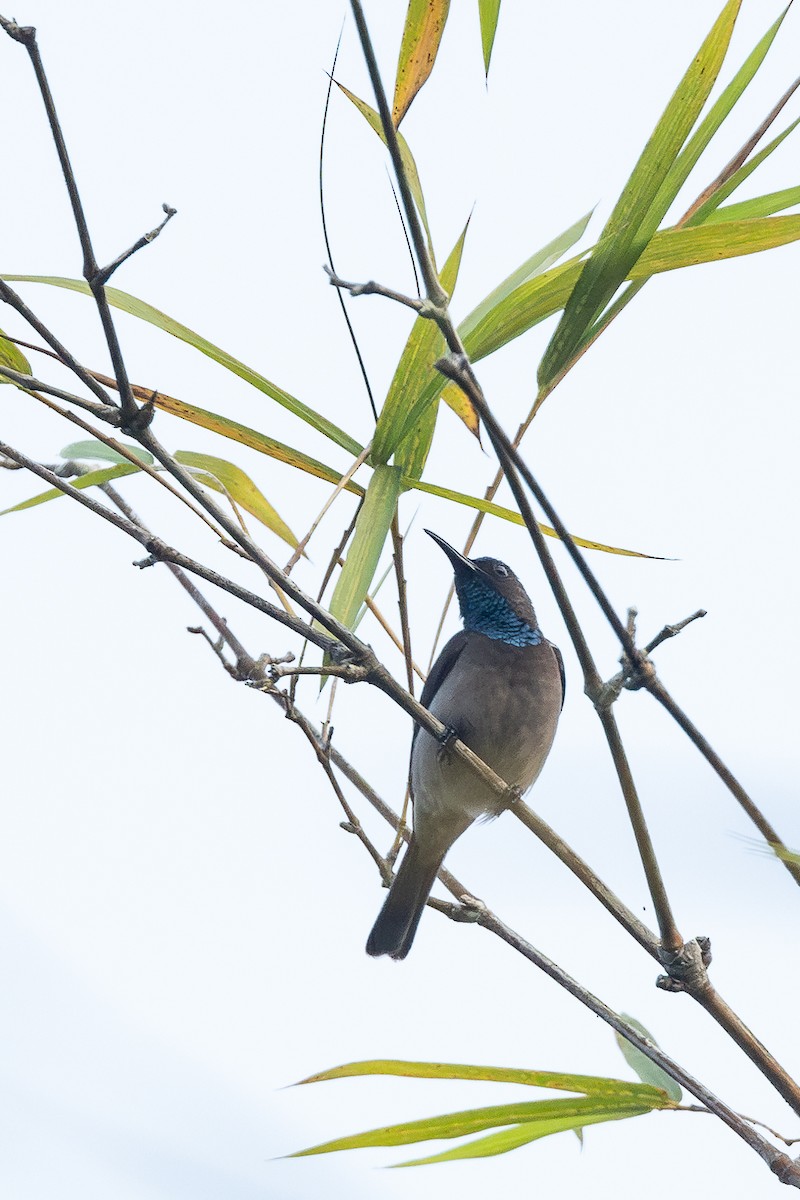 Blue-throated Brown Sunbird - ML612822123
