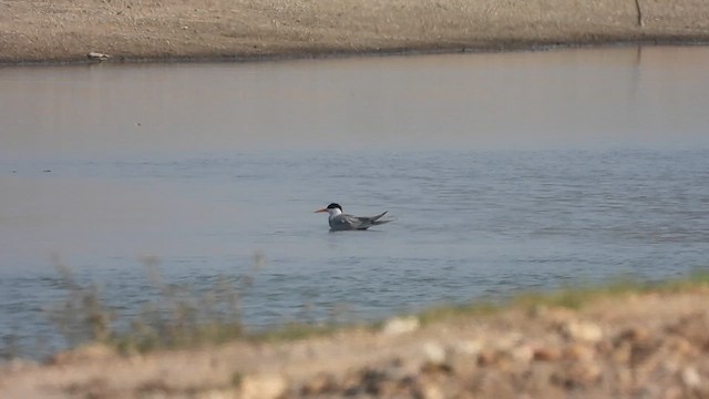 Black-bellied Tern - ML612822336