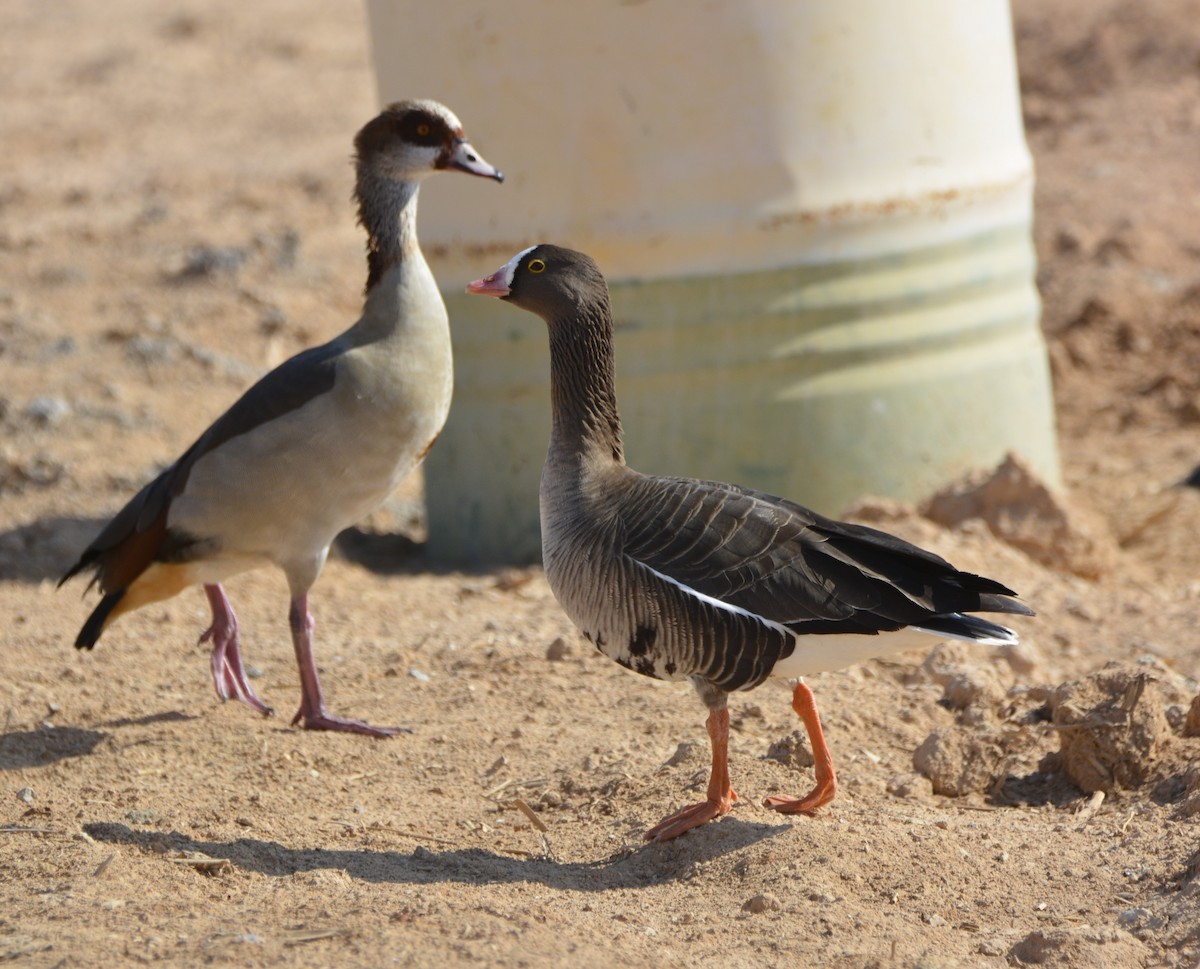 Lesser White-fronted Goose - ML612822373