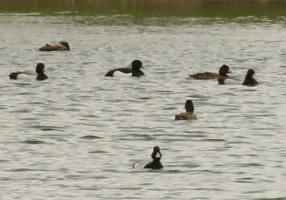 Tufted Duck - ML612822637
