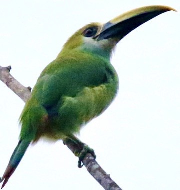 Northern Emerald-Toucanet (Wagler's) - ML612823238