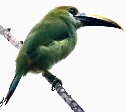 Northern Emerald-Toucanet (Wagler's) - ML612823239