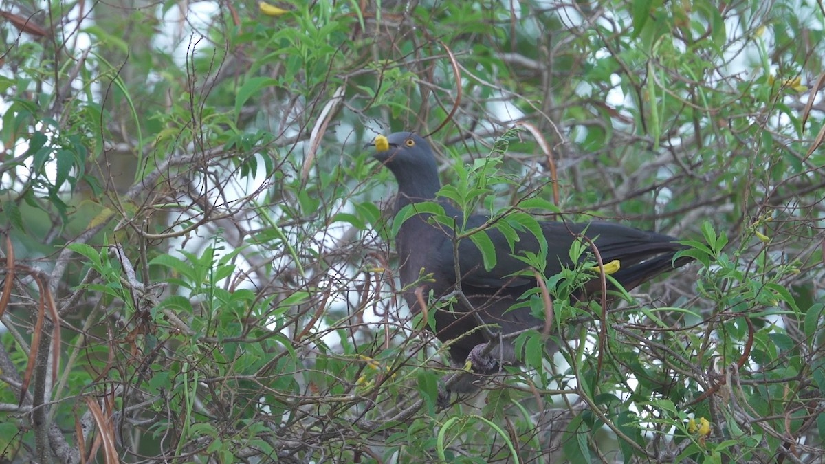 Christmas Island Imperial-Pigeon - ML612824209