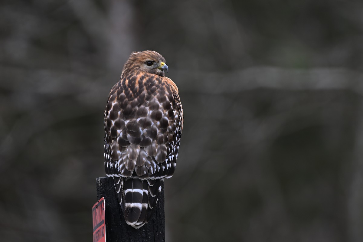 Red-shouldered Hawk (lineatus Group) - Vern Wilkins 🦉
