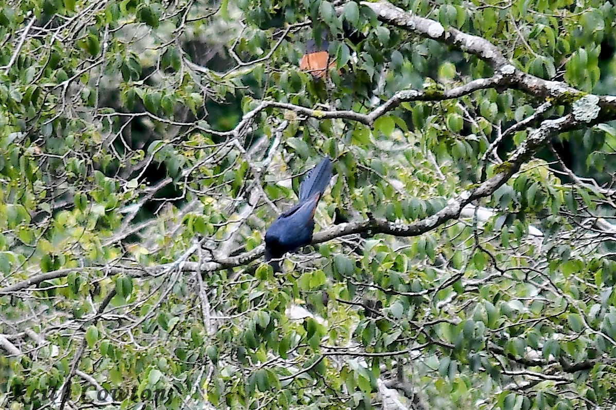 Slender-billed Starling - Keith Cowton