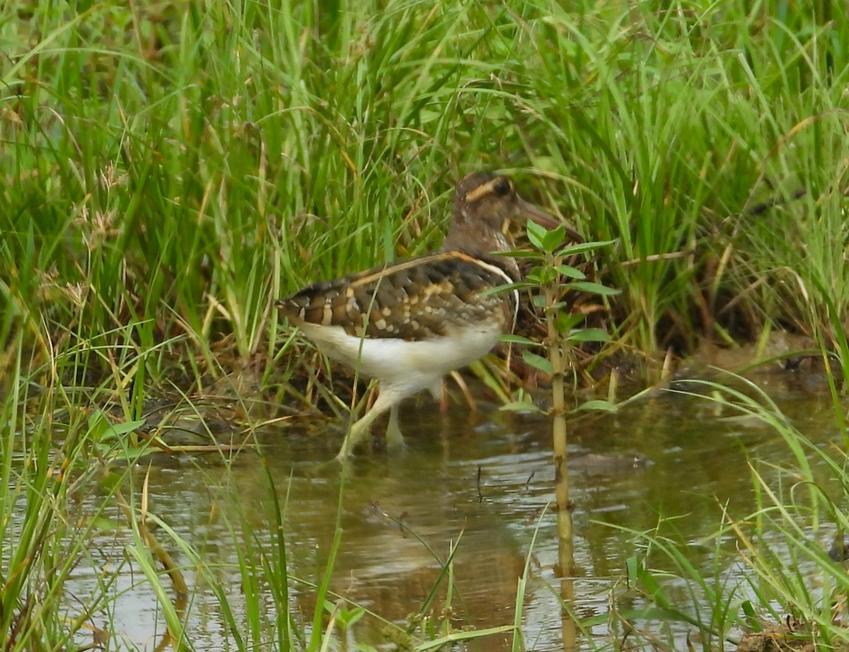 Greater Painted-Snipe - ML612824822