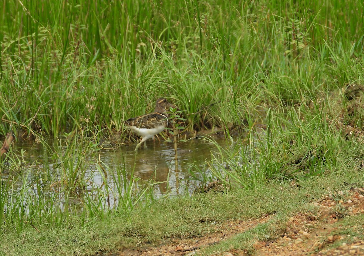 Greater Painted-Snipe - ML612824829
