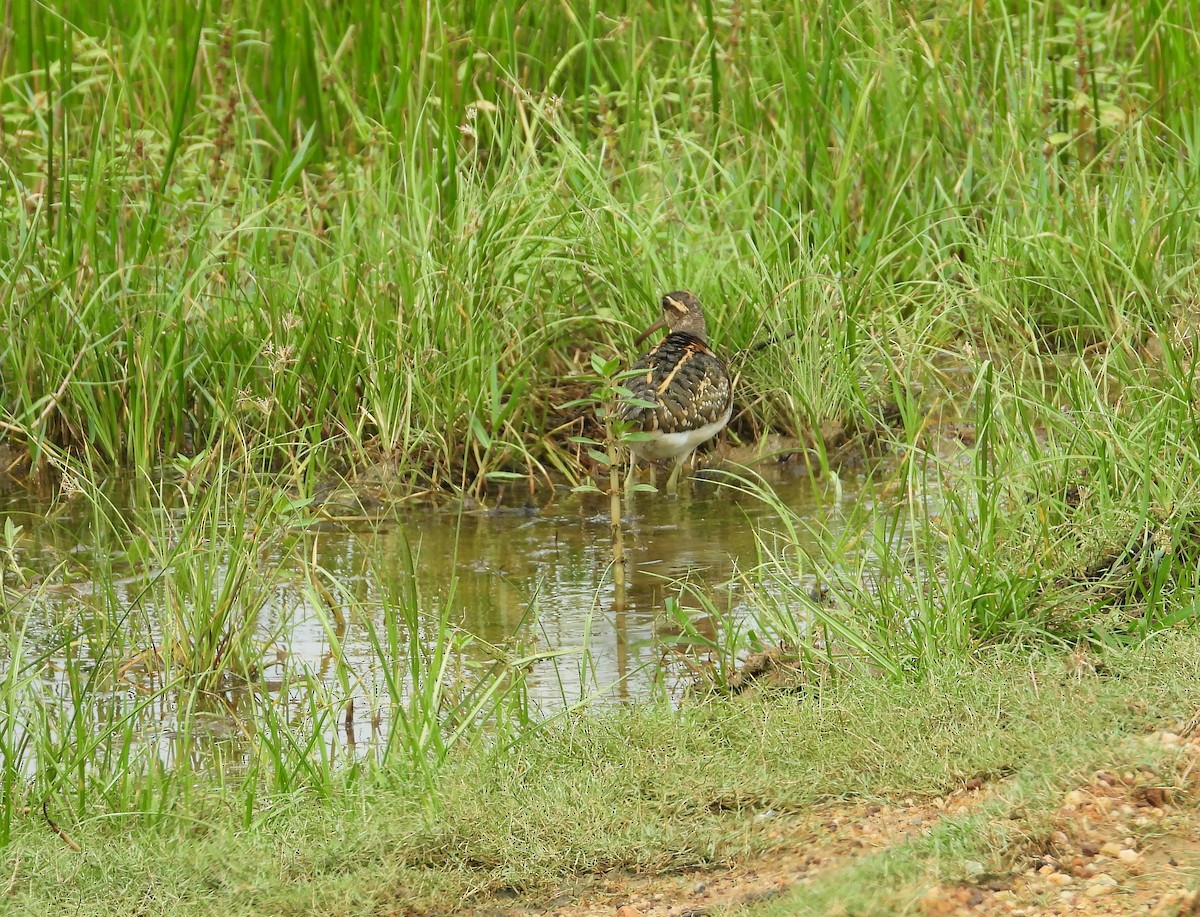 Greater Painted-Snipe - ML612824855