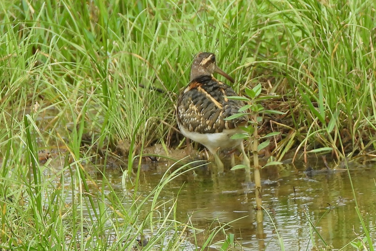 Greater Painted-Snipe - ML612824883