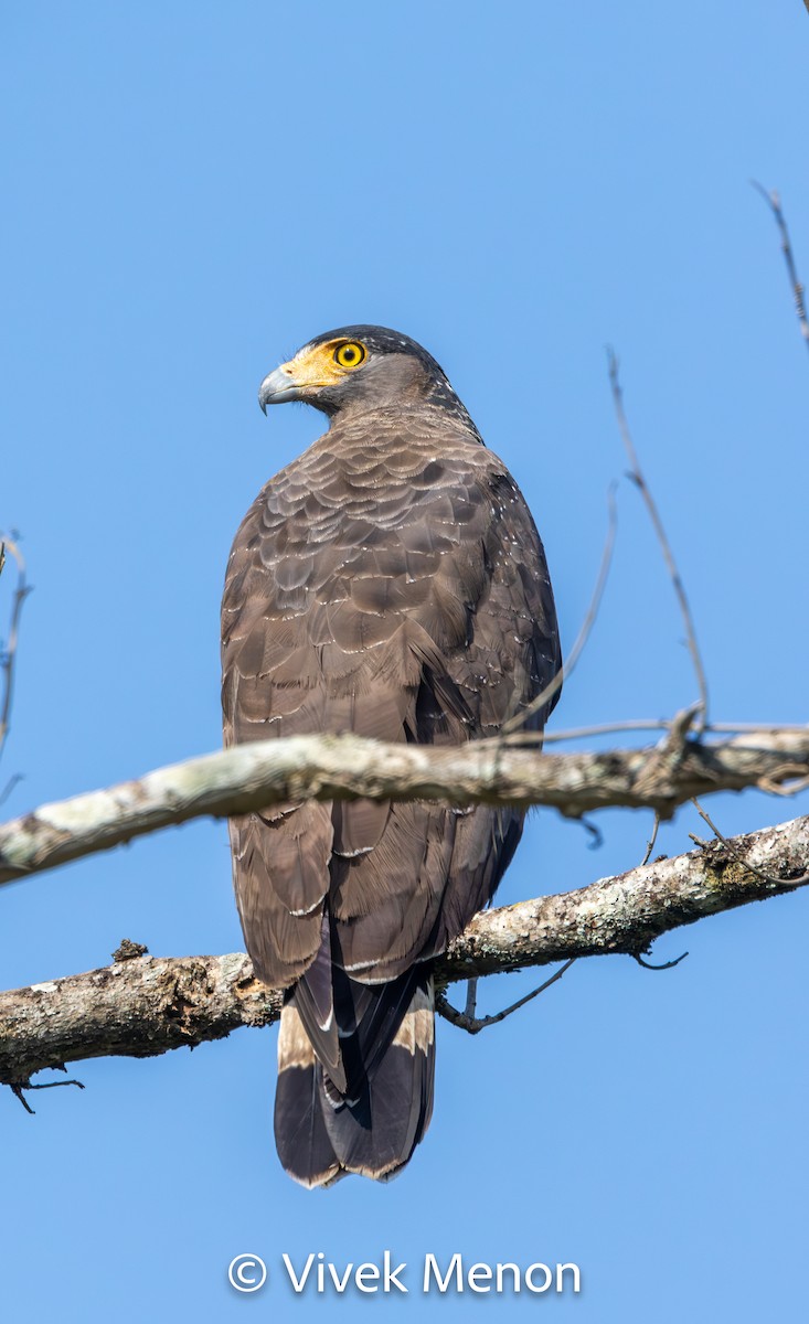Crested Serpent-Eagle - ML612824933