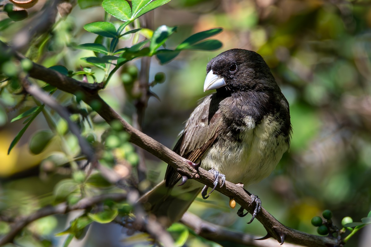 Yellow-bellied Seedeater - ML612825164