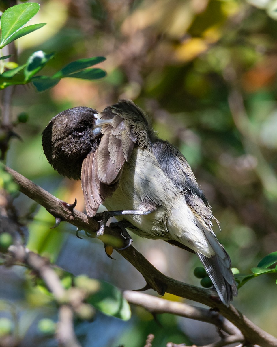Yellow-bellied Seedeater - ML612825165