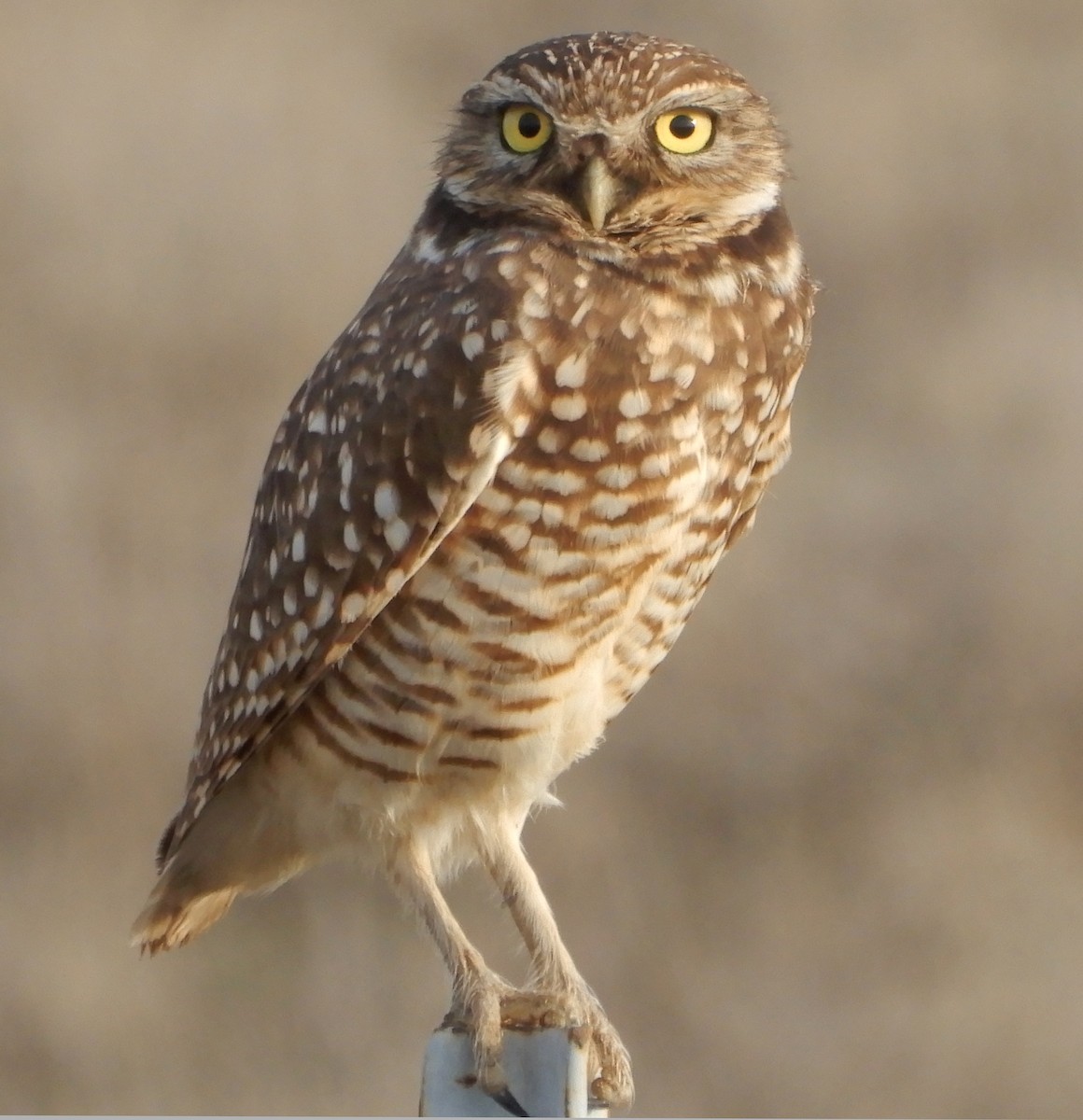 Burrowing Owl - ML612825338